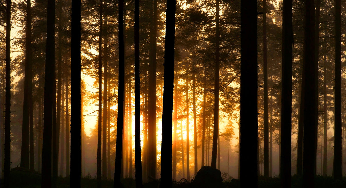 Sunset in Dark Foggy Forest Wall Mural