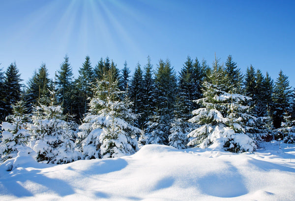 Snow covered trees in sunset in the winter forest – Peel and Stick Wall Murals