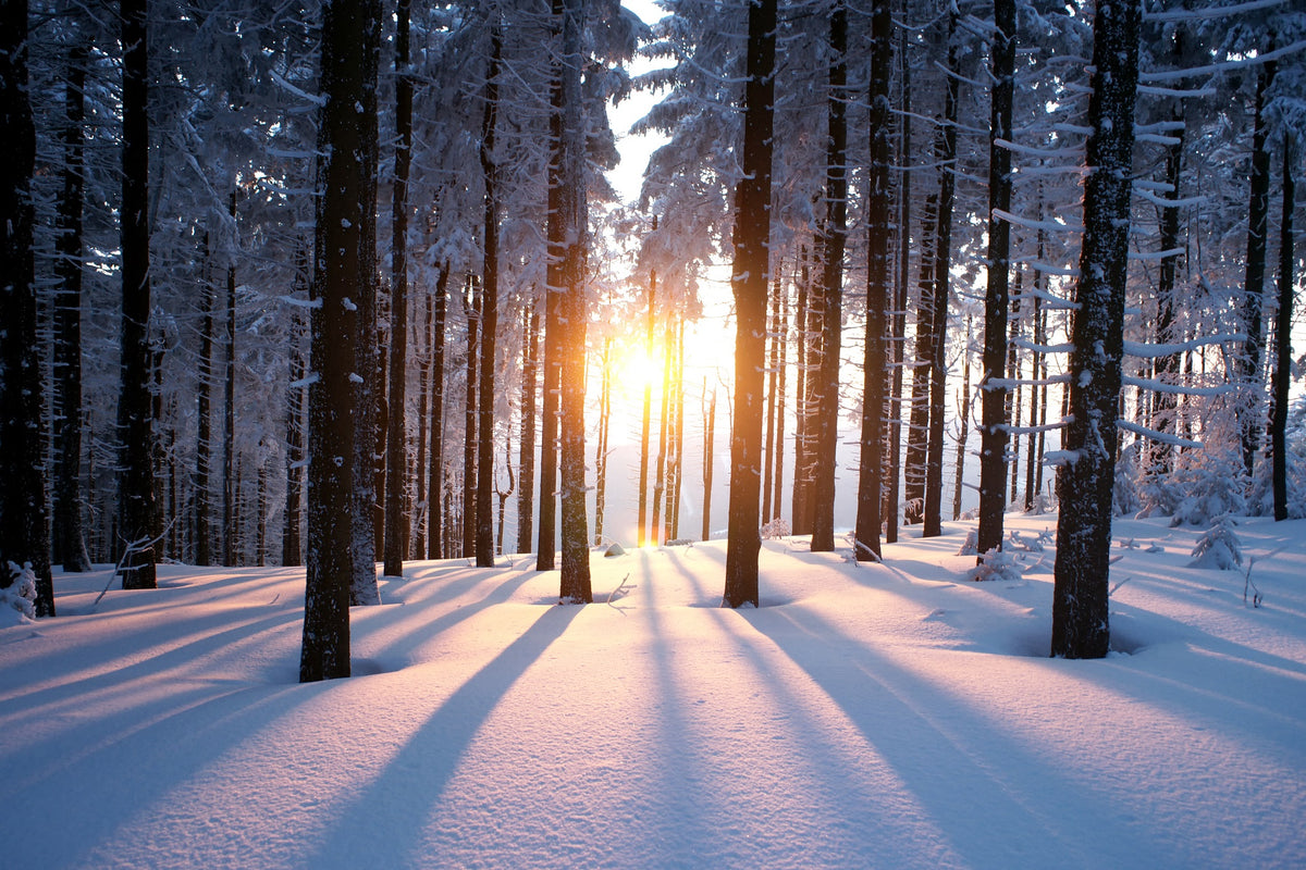 Sunset in the Winter Wood Wall Mural
