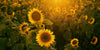 Sunshine in Sunflower Field Wall Mural - Peel and Stick Wall Murals Peel and stick Wall Mural Color Original Custom Size