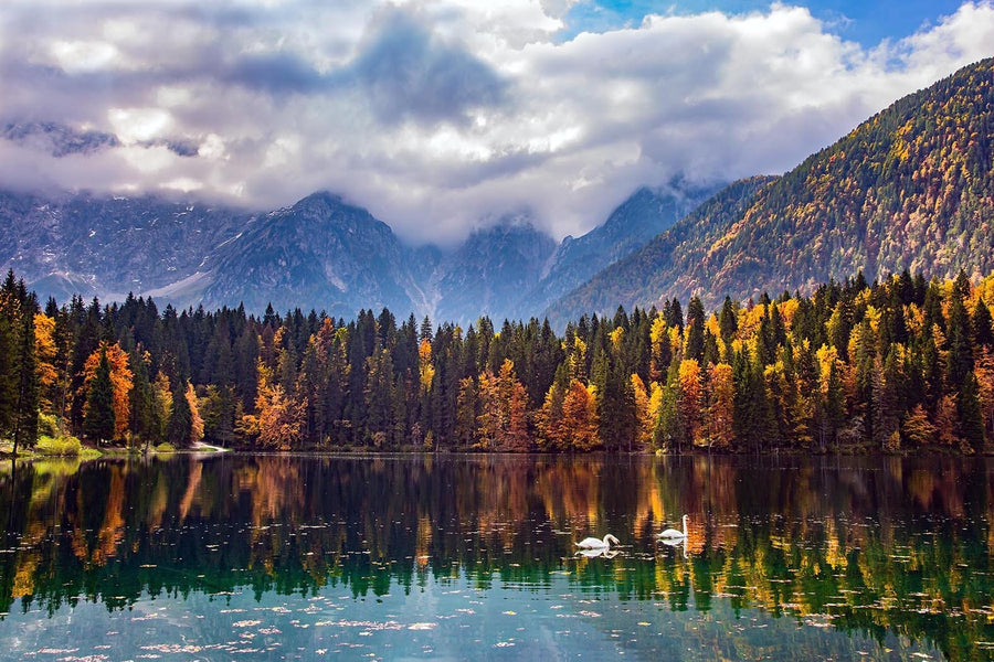 A cozy bedroom showcases a bed with white and beige bedding, wooden nightstands, plants, and the "Swans on Lake Fusine Wall Mural" depicting a scenic lake. Large windows brighten the room, and shoes sit on a beige rug.