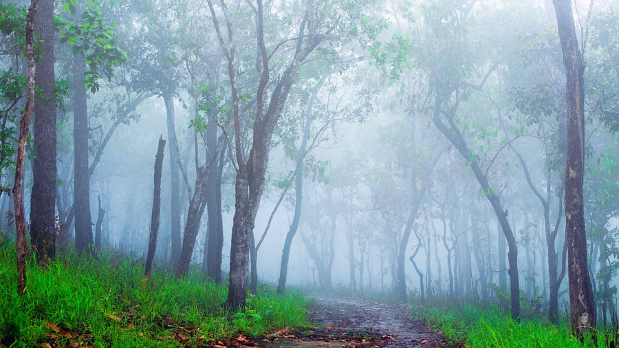 The White Mist that Fell into the Forest Wall Mural Wallpaper Mural Color Original Custom Size