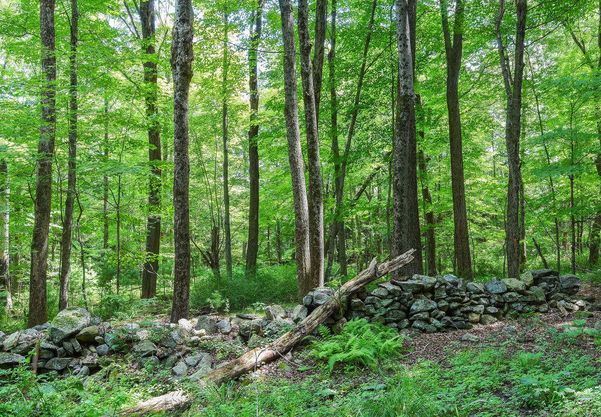 The Forest of the Quabbin Reservoir in Ware, Massachusetts Wall Mural