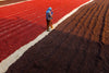 A person in a blue hat and shirt tends rows of red and brown coffee beans drying on a narrow path—a striking scene captured in the Traditional Bean Drying Wall Mural, ideal for custom prints or peel and stick murals for your space.