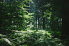 Trees in Beautiful Forest Under Sunlight in Hamburg Wall Mural Wallpaper Mural Deposit Photo Color Original Custom Size