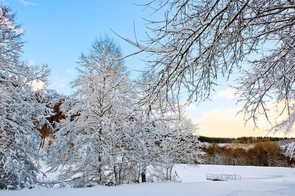 Snow-covered trees surrounding frozen pond in winter landscape – Peel and Stick Wall Murals