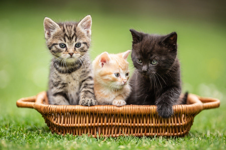 A cozy nursery with wooden floors features a crib, toys, and the "Trio of Paws Wall Mural," showing tabby, orange, and black kittens in a wicker basket on grass. Sunlight streams in through sheer curtains, enhancing the playful scene.