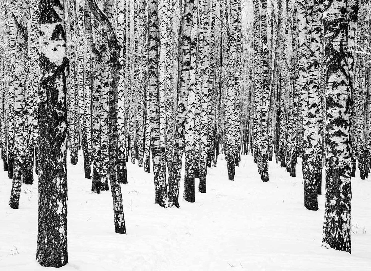 Trunks Of Birch Trees In The Winter Wall Mural