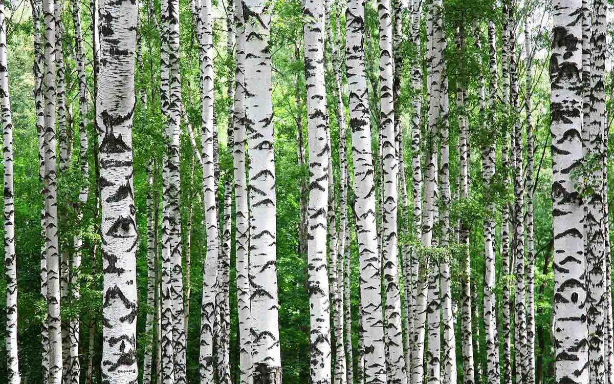 Trunks Of Birch Trees In Summer Wall Mural