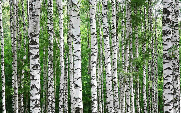 Trunks Of Birch Trees In Summer Wall Mural Wallpaper Mural Deposit photo Color Original Custom Size