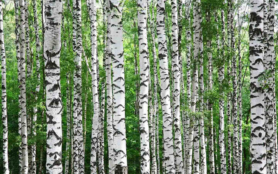 A modern bedroom features a Birch Trees In Summer Wall Mural behind a wooden bed with gray and white bedding, bedside tables with lamps, a plant, large window with sheer curtains, a bench at the foot of the bed, and a cozy rug on wooden floors.