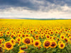 Vibrant Sunflower Field Wall Mural Wallpaper Mural Deposit photo Color Original Custom Size