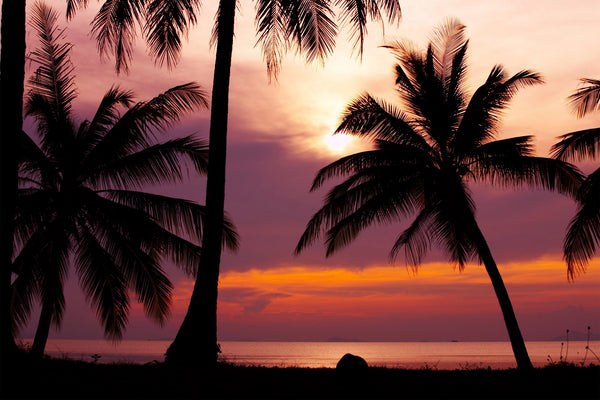 A serene violet sunset over the ocean with silhouetted palm trees in the background – Peel and Stick Wall Murals