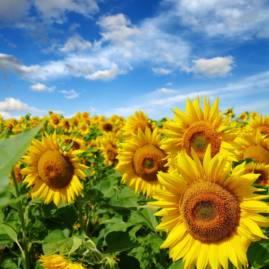A modern open-plan living and dining area features wooden floors, stylish furniture, and the Vivid Sunflower Field Wall Mural, bringing a vibrant sunflower field under a blue sky to life. Contemporary lighting enhances the bright, inviting ambiance.