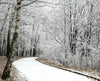 walkway in a winter park – Peel and Stick Wall Murals