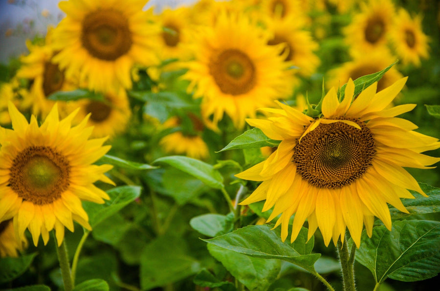 A bright living-dining area features the Warm Summer Field Wall Mural of sunflowers, wood floors, modern dark blue chairs, a wooden table, pendant lights, green plants, a rug, and ample natural light for a fresh, cozy feel.