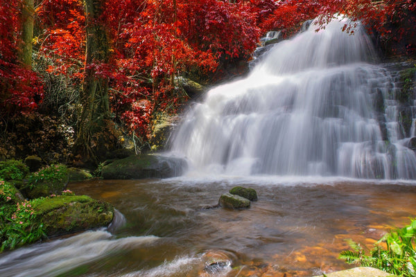 Waterfall in Rainforest Wall Mural Peel and stick Wall Mural Deposit Photo Color Original Custom Size