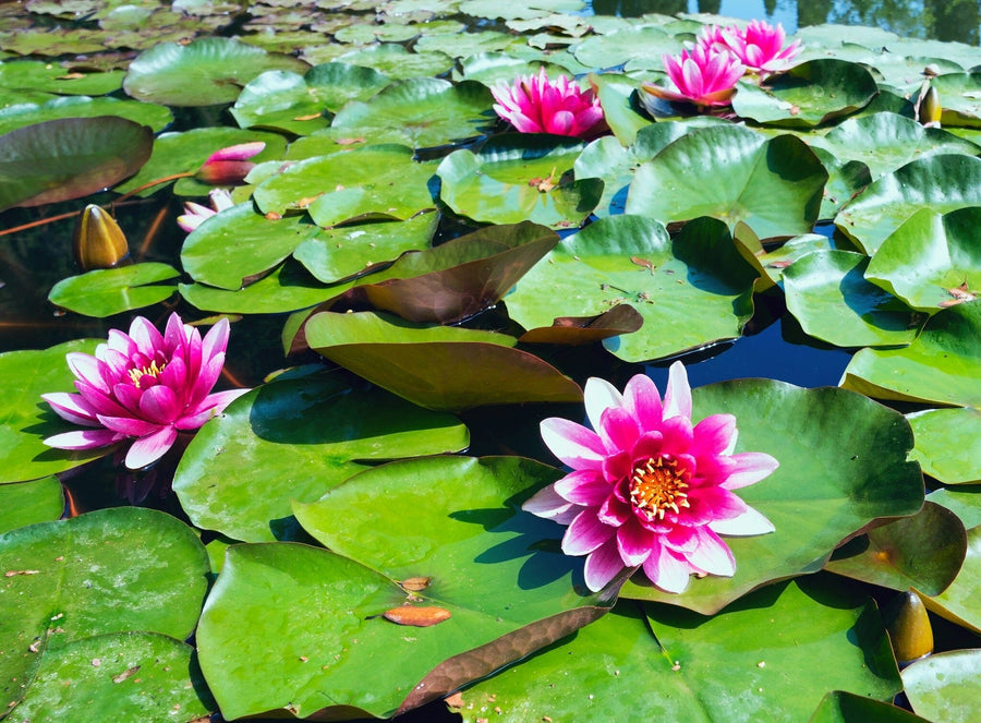 A modern open-plan living and dining area with wooden floors and furniture features the Waterlilies Wall Mural of pink water lilies and green lily pads, creating a focal point that separates the blue chairs in the living area from the dining space.