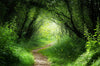 Way in Deep Forest Wall Mural Wallpaper Mural Deposit Photo Color Original Custom Size