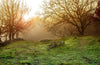 Winter Foggy Forest Landscape at Sunset Wall Mural Wallpaper Mural Color Original Custom Size