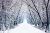 winter scene of a road winding through a snowy forest – Peel and Stick Wall Murals