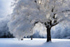 Imagine capturing the serene beauty of a snowy landscape with the "Heavy Snow-Covered Tree Wall Mural." This peel and stick mural features a large snow-laden tree with branches forming a soft canopy, set against more snow-covered trees under a cloudy sky, bringing winter's tranquility to your space.