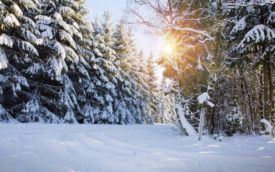 The Winter Sunshine Through Trees Wall Mural showcases a serene winter landscape of snow-covered evergreen trees lining a path, with the sun peeking through branches to cast a warm glow on the untouched snowy ground, creating a peaceful and picturesque setting.