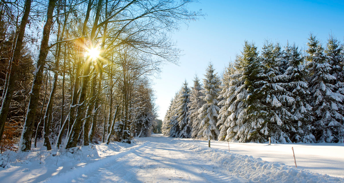 Winter Trees and Road in German Forest with Sunshine Wall Mural