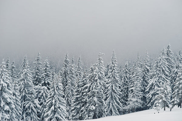 Snow-covered trees with a majestic mountain in the background – Peel and Stick Wall Murals