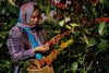 A woman in a plaid shirt and blue scarf harvests ripe red and green coffee cherries under bright sunlight, her woven basket at her waist—captured beautifully in the Woman Picking Coffee Wall Mural.