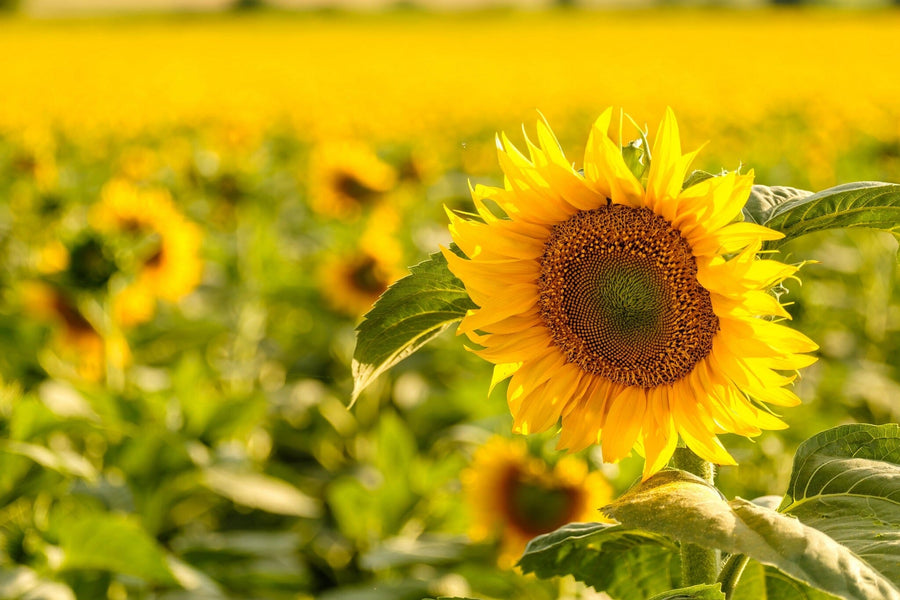 Close-up of a vibrant yellow sunflower in full bloom, facing slightly right. The detailed petals and textured center make the Sunflower 4 Wall Mural perfect for brightening any room with a peel and stick custom mural.