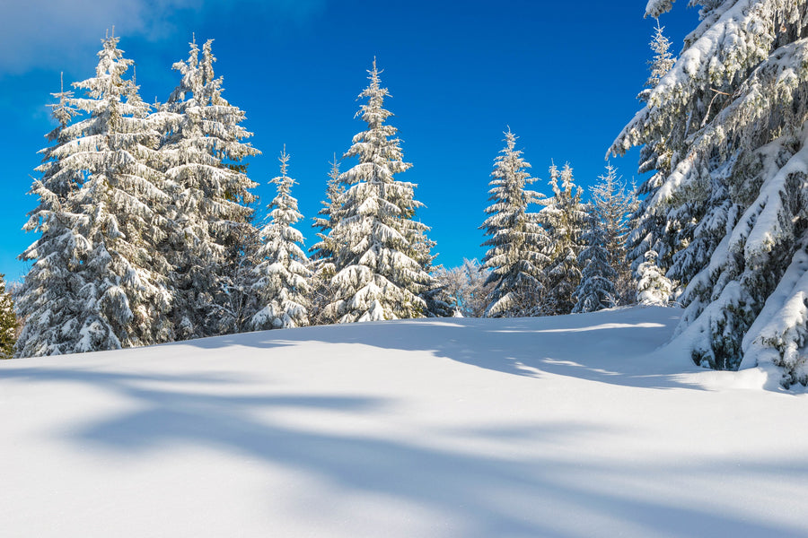Snow covered trees on a snowy hill with a blue sky in the morning – Peel and Stick Wall Murals