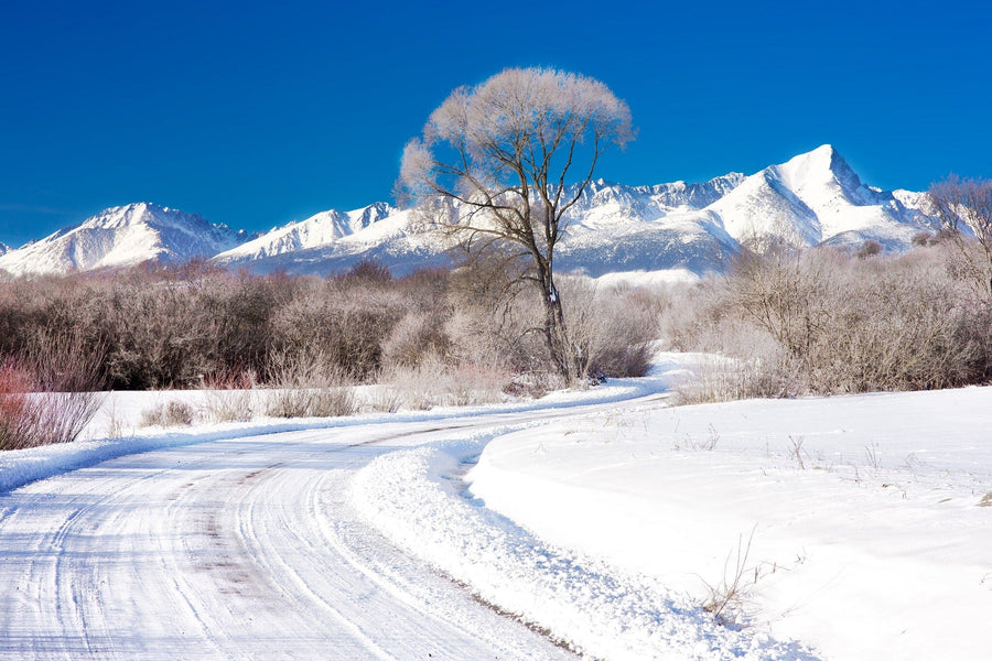 Snowy trees and frozen lake in winter – Peel and Stick Wall Murals