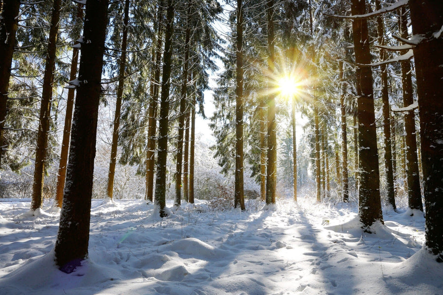 Snow-covered trees in a winter forest with a colorful sunset – Peel and Stick Wall Murals