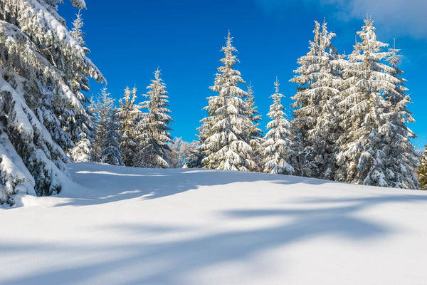 Snow covered trees on a snowy hill with a blue sky in the morning – Peel and Stick Wall Murals