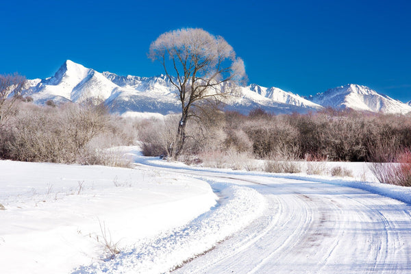 Snowy trees and frozen lake in winter – Peel and Stick Wall Murals