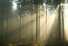 Sun lit Forest at Dawn Wall Mural Wallpaper Mural Photo Color Original Custom Size