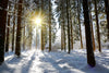 Snow-covered trees in a winter forest with a colorful sunset – Peel and Stick Wall Murals