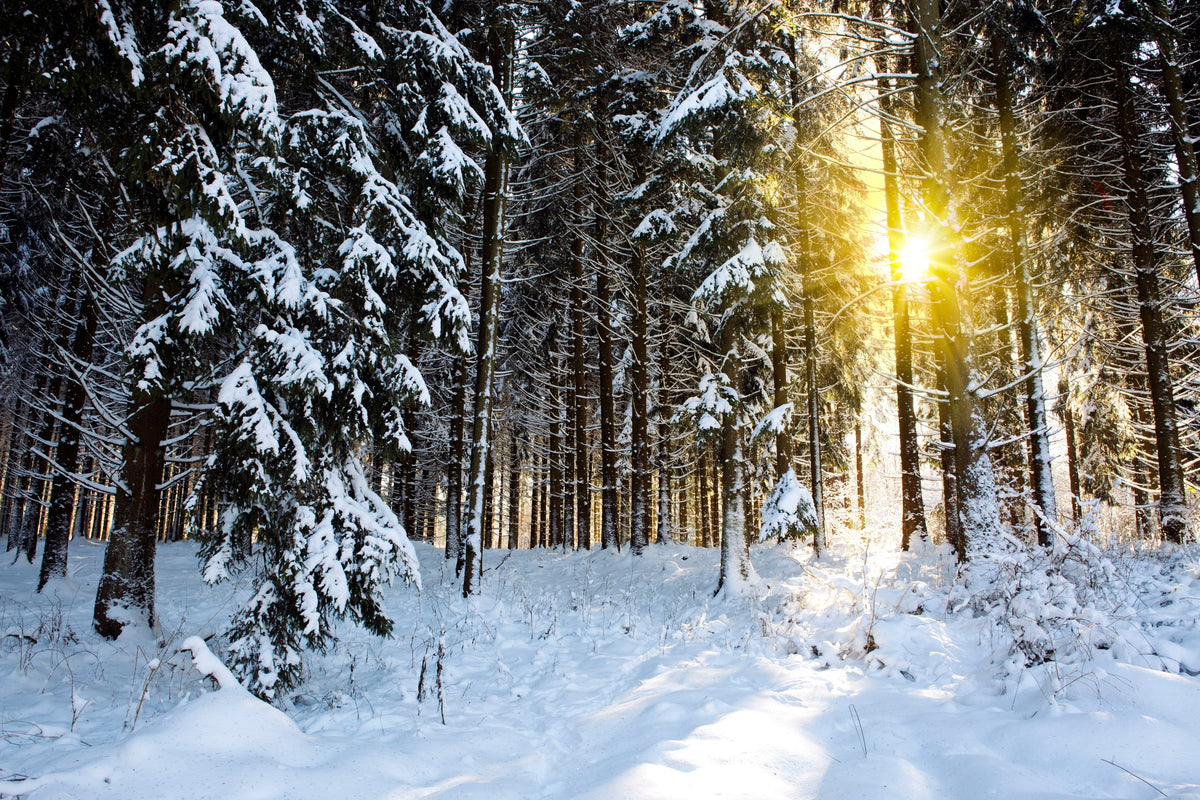 Yellow Sunset in Winter Forest Wall Mural