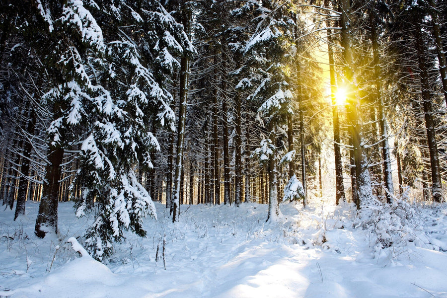 Transform your space with the Yellow Sunset in Winter Forest Wall Mural, capturing a snowy forest scene where tall pines are coated in snow, and sunlight creates a golden glow, casting long shadows on the ground.