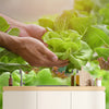 A man is holding Baby Greens lettuce in front of a kitchen counter adorned with a peel and stick wall mural.